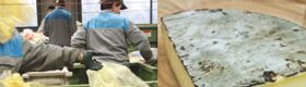 Risques biologiques en milieu de travail et maladies respiratoires d'origine allergique et/ou toxinique