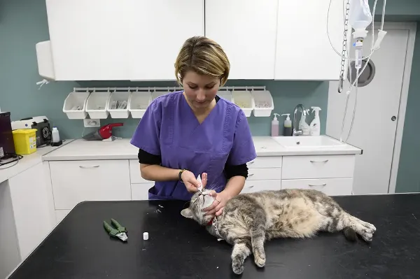 Travail au contact d'animaux