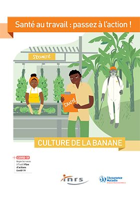 Culture de la banane