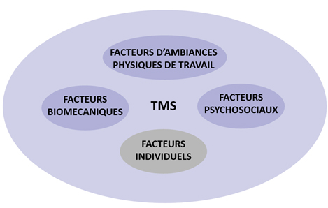 Dynamique d'apparition des TMS Dynamique d'apparition des TMS