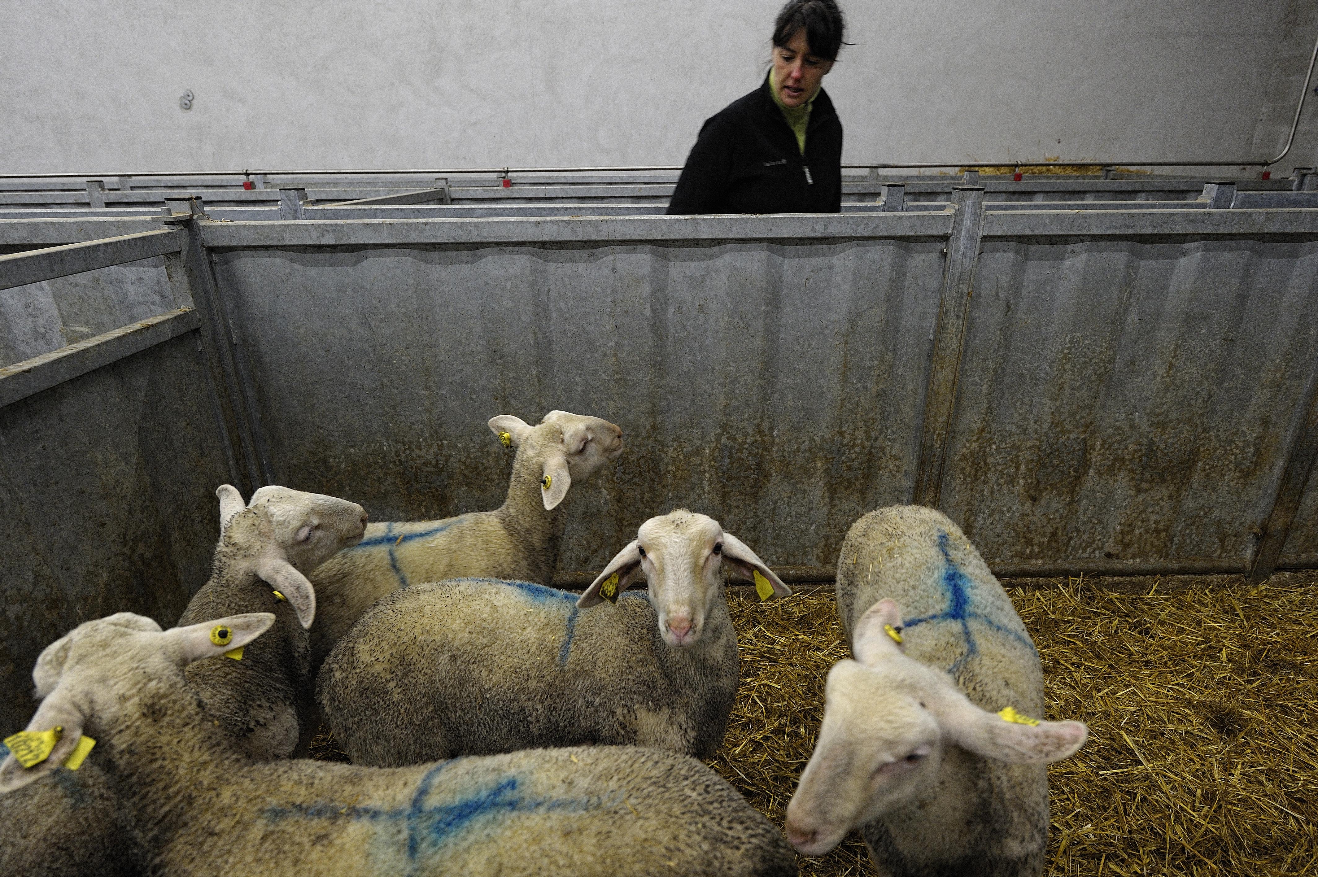 Photo zoonoses Photo zoonoses