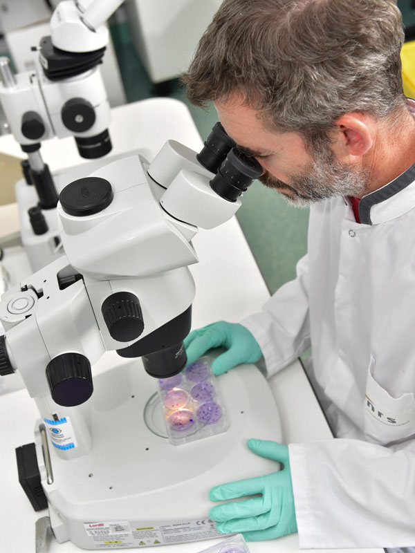 Observation au microscope binoculaire de cultures de cellules par l'INRS Observation au microscope binoculaire de cultures de cellules par l'INRS