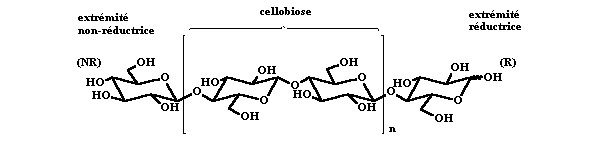 Représentation de la chaîne de cellulose Représentation de la chaîne de cellulose