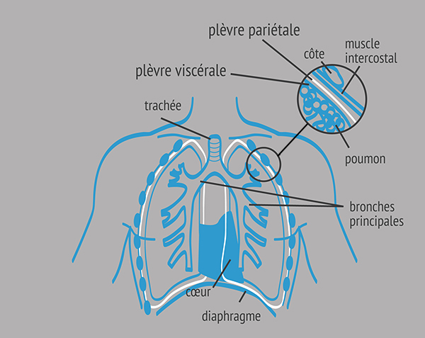 Vue générale de l'appareil respiratoire de l'homme (poumons / plèvre) Vue générale de l'appareil respiratoire de l'homme (poumons / plèvre)